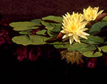 dottie dillard photography