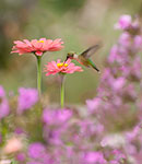 dottie dillard photography
