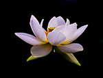 dottie dillard photography