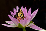 dottie dillard photography