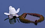 dottie dillard photography