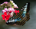 dottie dillard photography