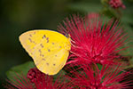 dottie dillard photography